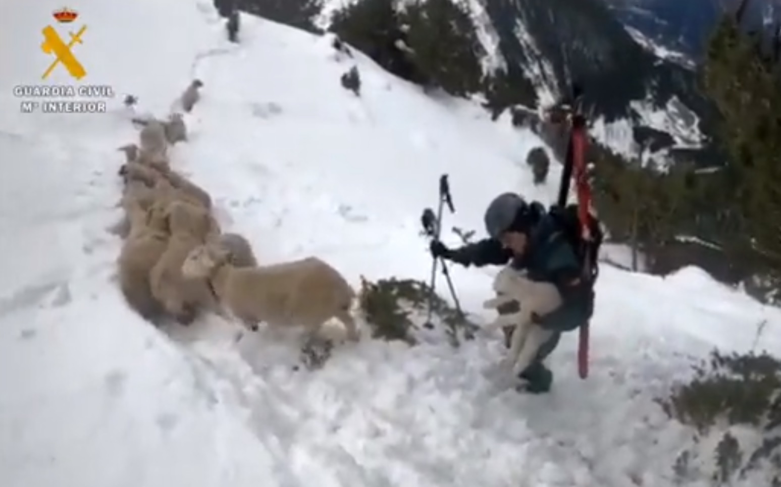 Screenshot Sheep Rescue