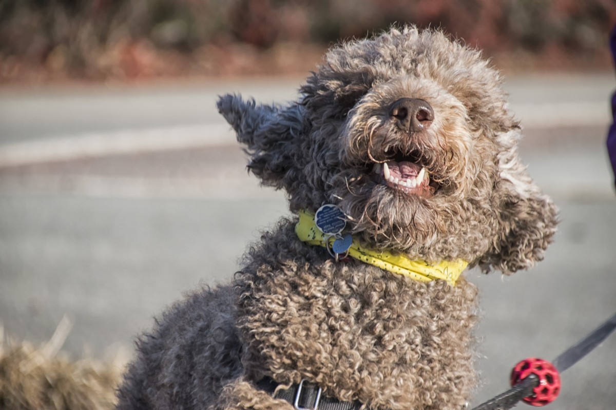 Spanish Water Dog Pixabay