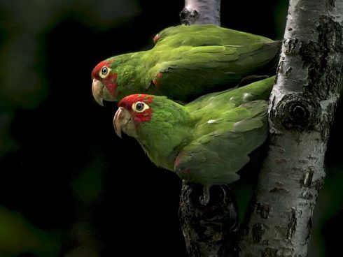 Two Aratinga Parrots, A Genus Of American Parakeets,