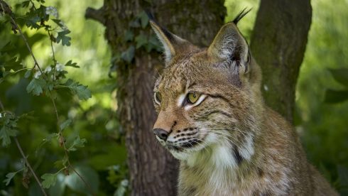 1920px Der Luchs ... Flickr Konrads Bilderwerkstatt