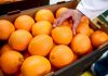 Costa Blanca orange growers cry ‘foul’ as Spain’s supermarkets squeeze them dry Costa Blanca orange growers cry 'foul' as Spain's supermarkets squeeze them dry