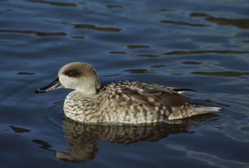 Marbled Duck quacks back in Spain with rise in breeding population