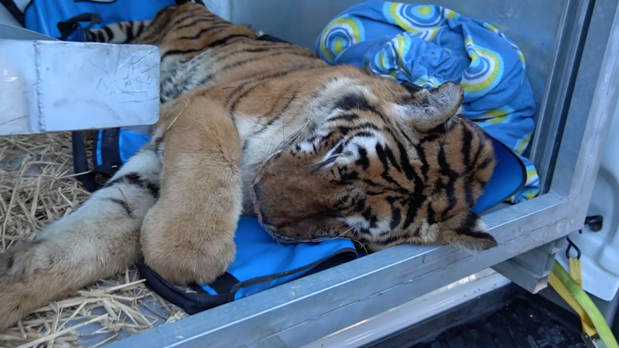 Aap Primadomus Tigers Portugal Rescue Villena Alicante