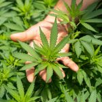 Crystalweed Cannabis Unsplash