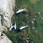 dead fish beneath sohail castle in Fuengirola