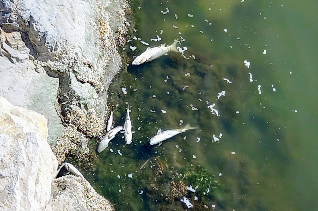 dead fish beneath sohail castle in Fuengirola