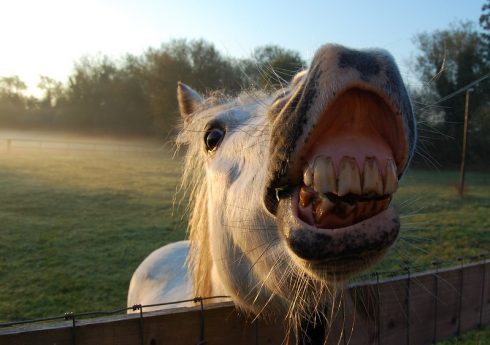 Horse Teeth flickr