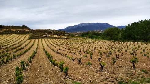 Spain Vineyard 2