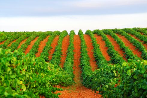 Spain Vineyard