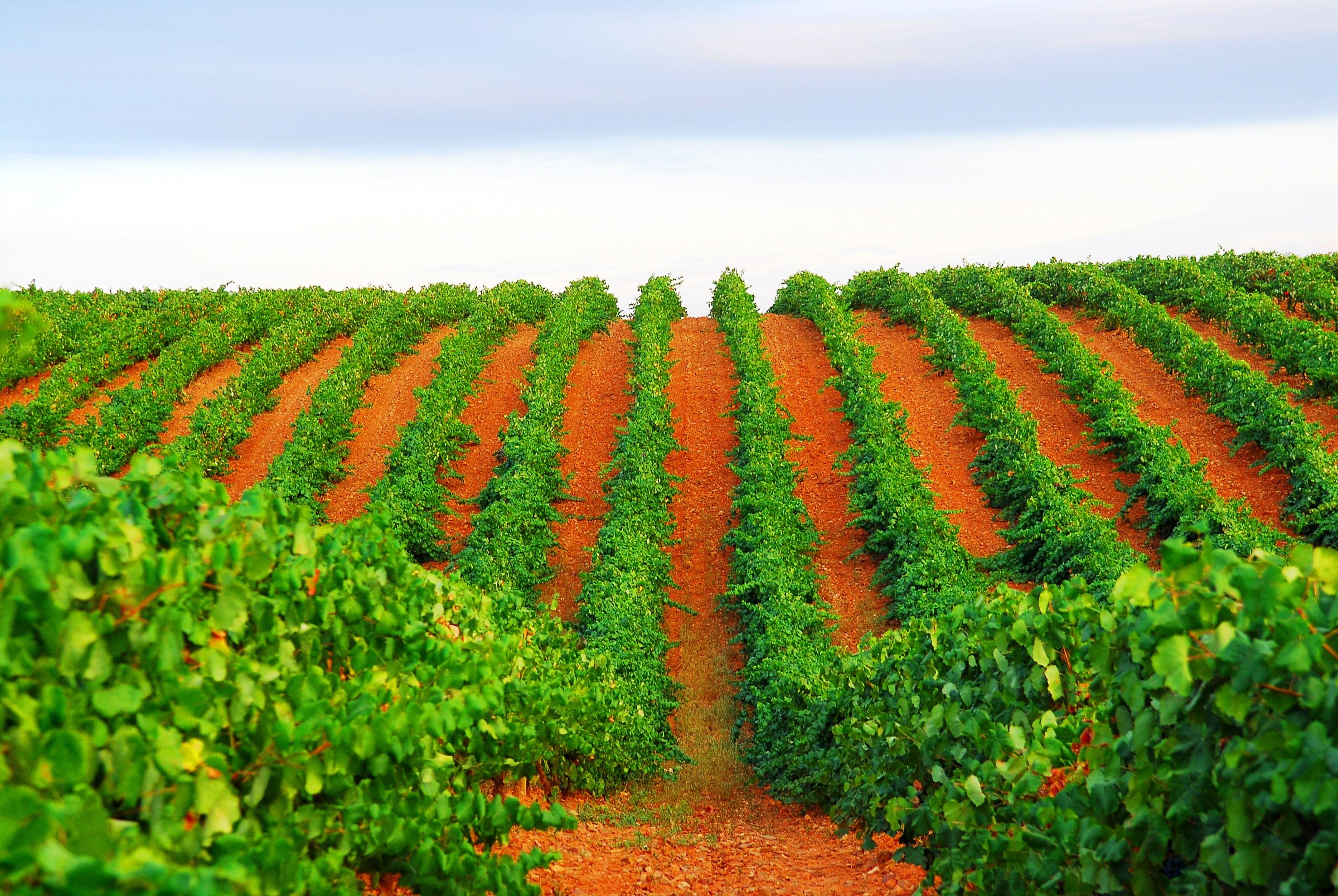 Spain Vineyard