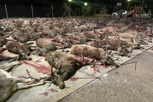 deer laid out after the hunt. Photo: Ecologistas en accion