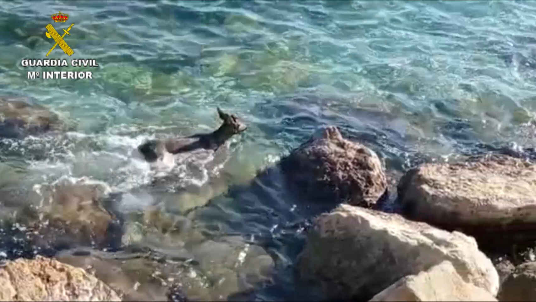 Deer Goes Swimming In The Sea Before Bounding Around Busy Costa Blanca Road In Spain
