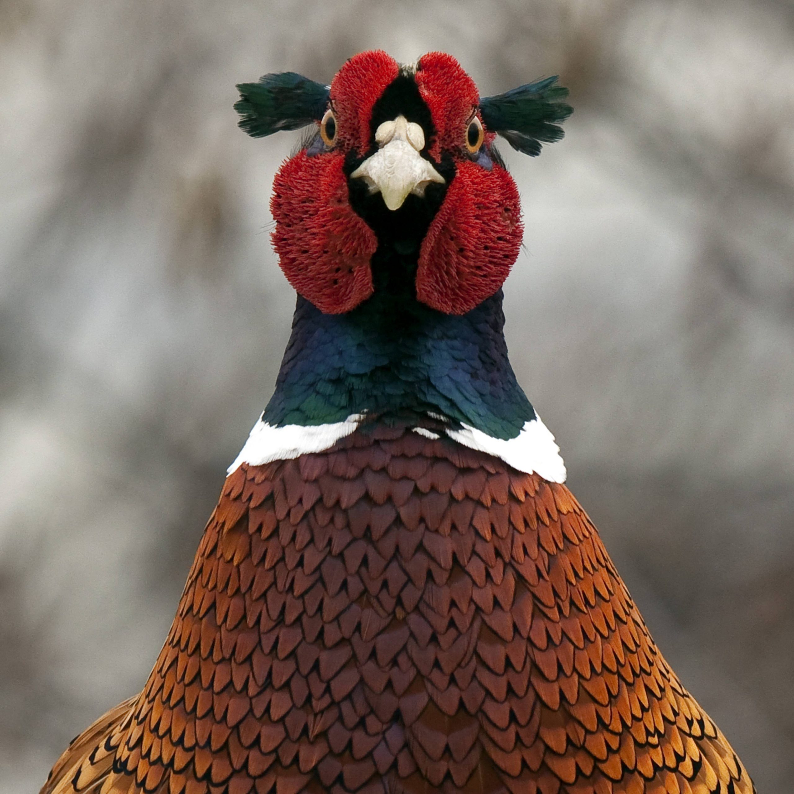 Drug dealers abandon rooster in burning vehicle on Spain's Costa Blanca