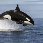 Drug smugglers in Spain's Andalucia lied about orca attack to cover up hashish shipment from Morocco