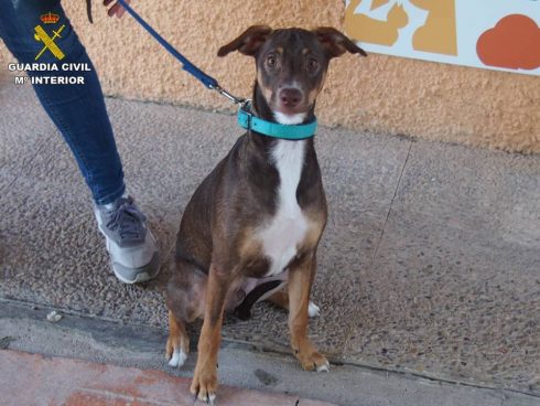 Elderly Woman Faces Prosecution For Abandoning Cute Looking Puppy In Costa Blanca Dog Park In Spain