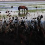 European Commission Threatens Spain Over Water Extraction Plans For Andalucia's Doñana National Park