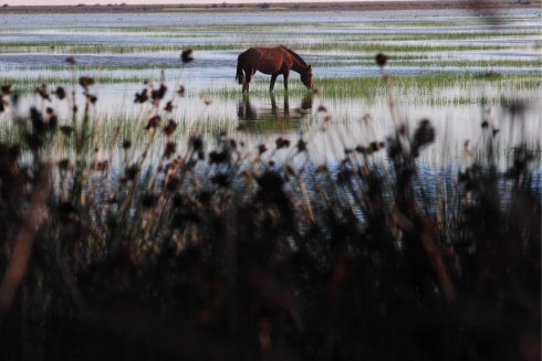 European Commission Threatens Spain Over Water Extraction Plans For Andalucia's Doñana National Park