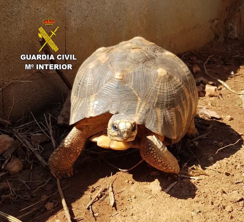 Guardia Civil Turtles