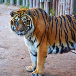 Oldest Tiger At Benidprm's Terra Natura Reserve Celebrates Landmark Birthday On Spain's Costa Blanca