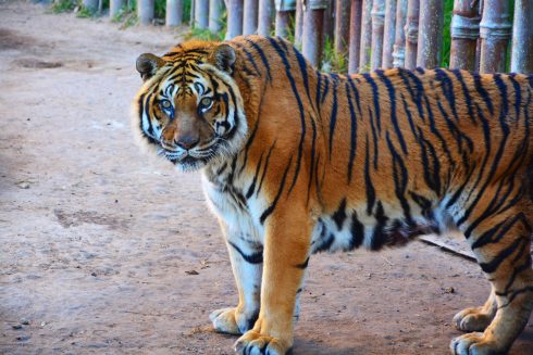 Oldest Tiger At Benidprm's Terra Natura Reserve Celebrates Landmark Birthday On Spain's Costa Blanca