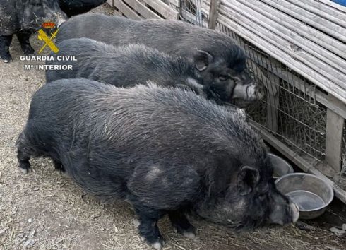 Police Raid Illegal Vietnamese Pig Farm And Seize 12 Animals In Murcia Area Of Spain