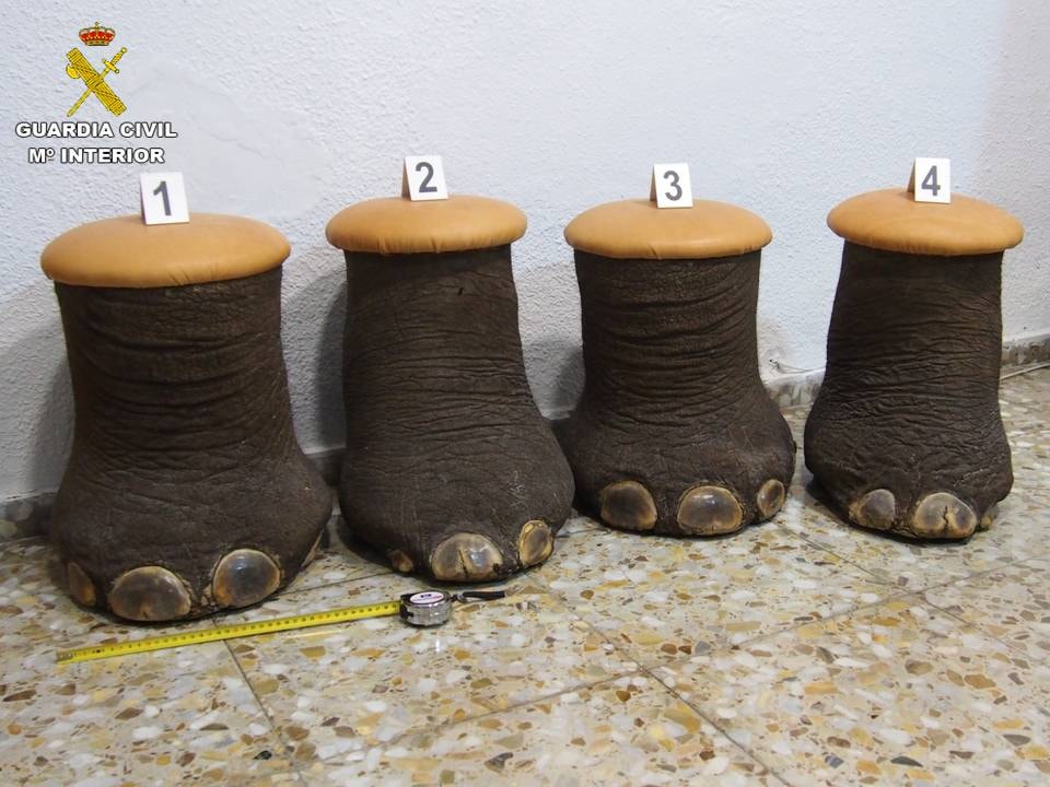 Police Seize Elephant Feet Stools Being Sold Online From Costa Blanca Area Of Spain