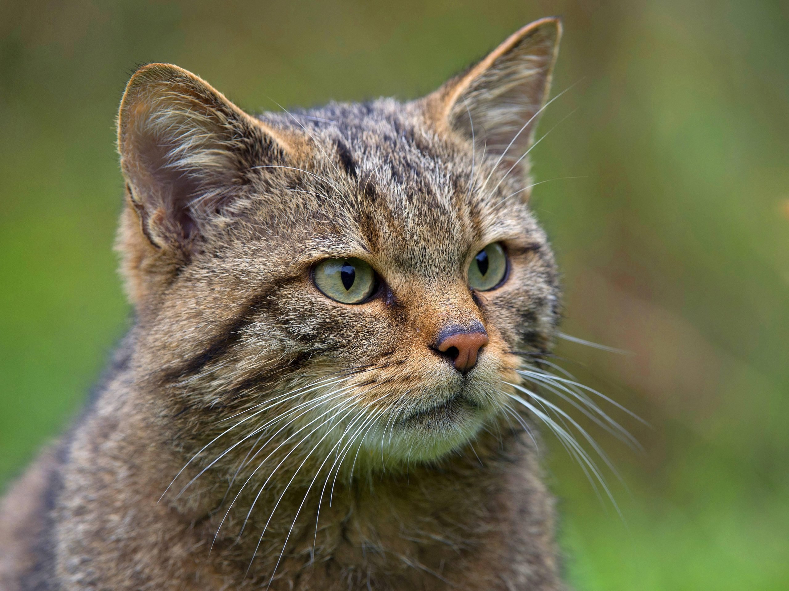 Cat shot in school playground in Spain’s Malaga raises security concerns