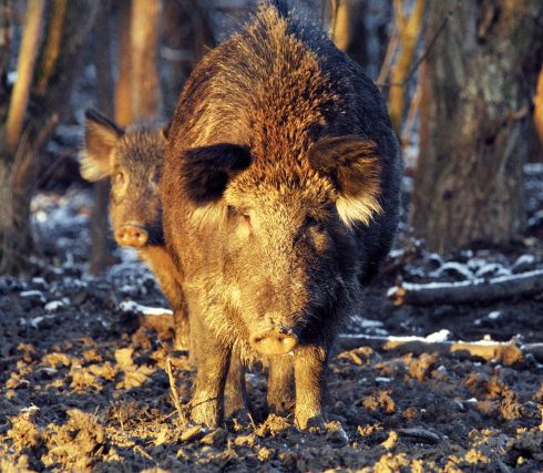 War on wild boars declared in Spain's Murcia in special 'hunting emergency'