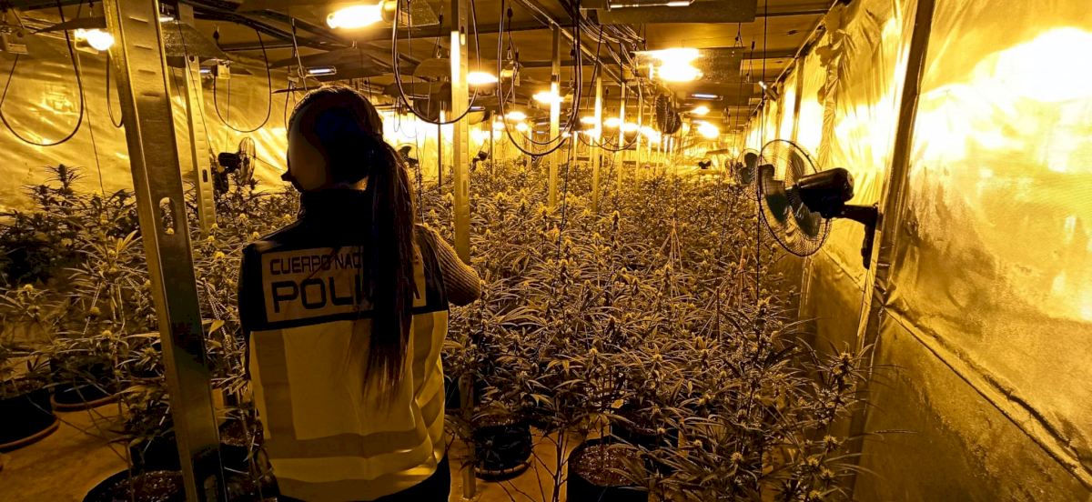 'well Structured' Costa Blanca Marijuana Gang With Network Of Indoor Farms Is Arrested In Spain