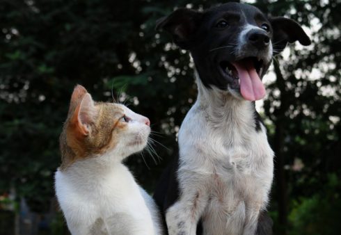 dog and cat animals Anusha Barwa / Unsplash