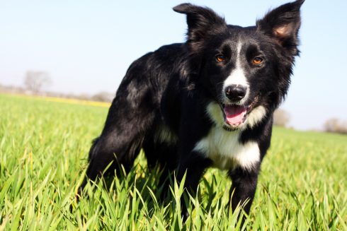 Border Collie 5005540 1920