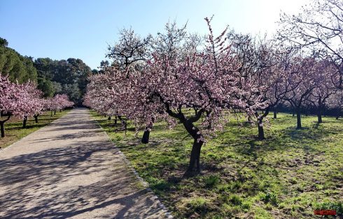 Almond blosom Quinta de los Molinos Madrid Photo By Jose Luis RDS/Flickr