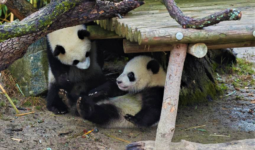 Future giant panda stars of Spain's Madrid Zoo make first public appearance