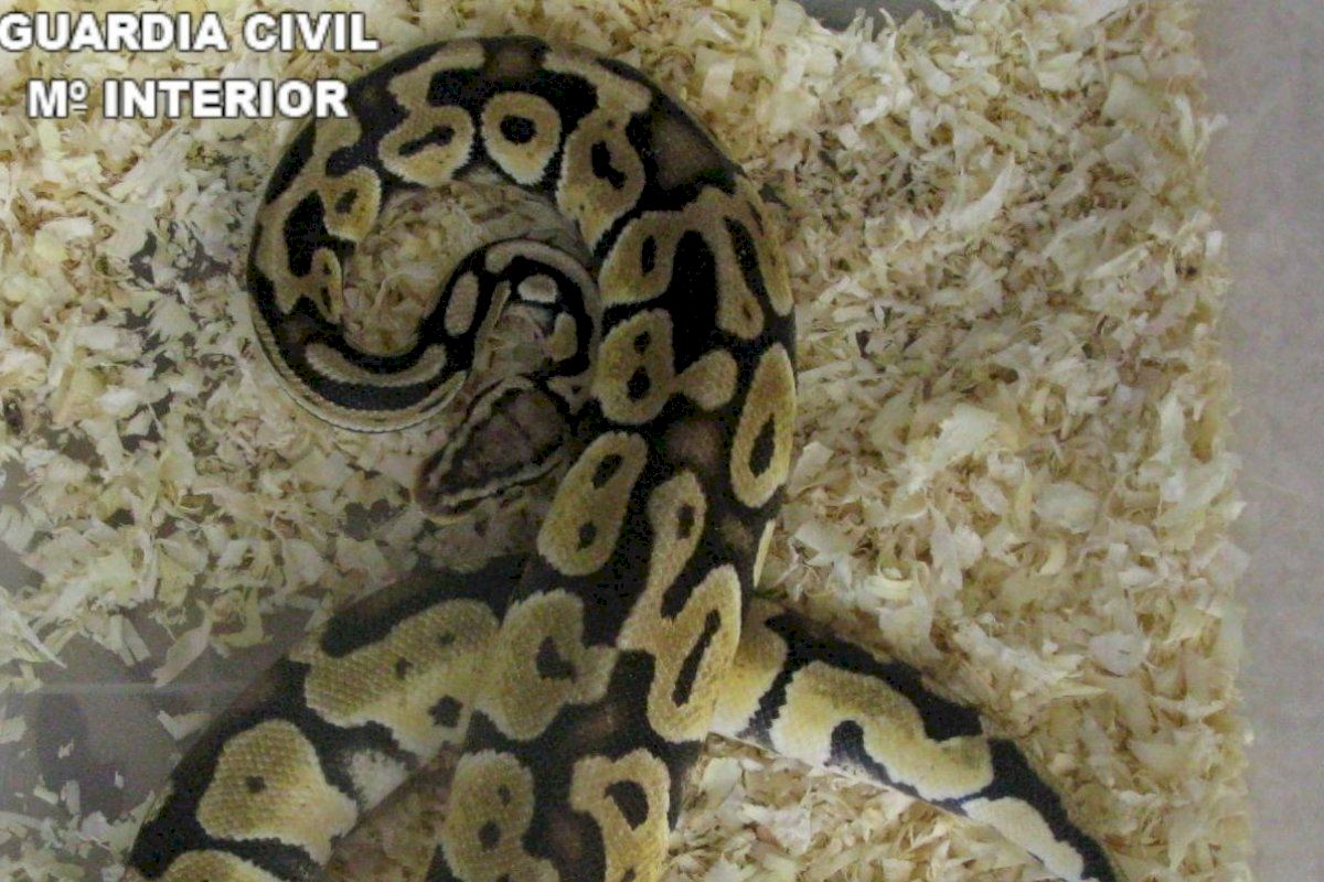 Man Arrested For Animal Abuse In Spain's Valencia After Trying To Sell A Python Snake Online