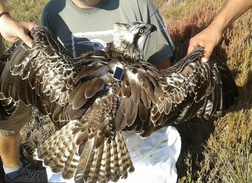 56480345 10707911 Pictured Juvenile Osprey Tagged In Central Italy A 40 1649692081560
