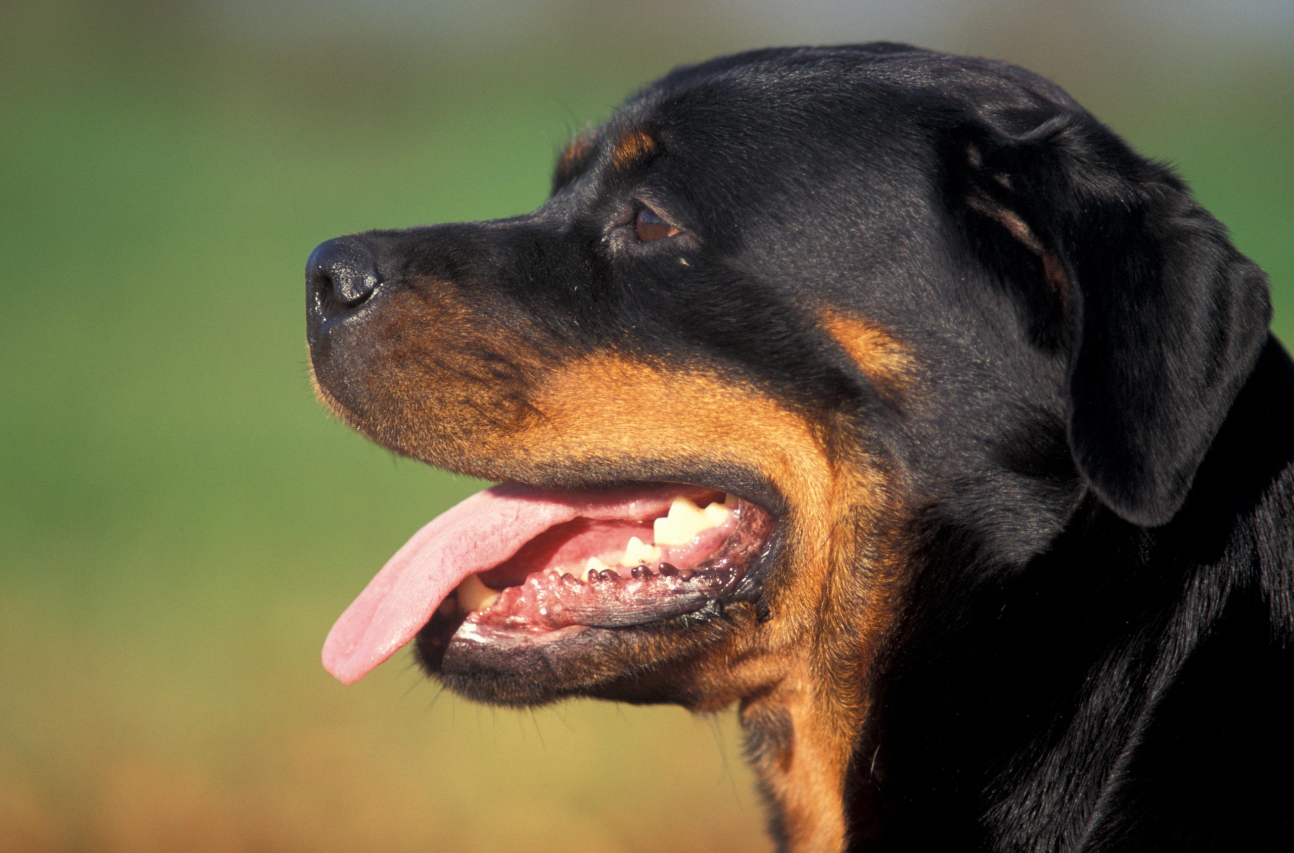 Dog bites several police officers trying to arrest drug-trafficking gang leader on Spain's Costa Blanca