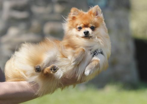 Andalucia gang publish cute photos of Pomeranian puppies to scam online buyers out of €30,000 across Spain