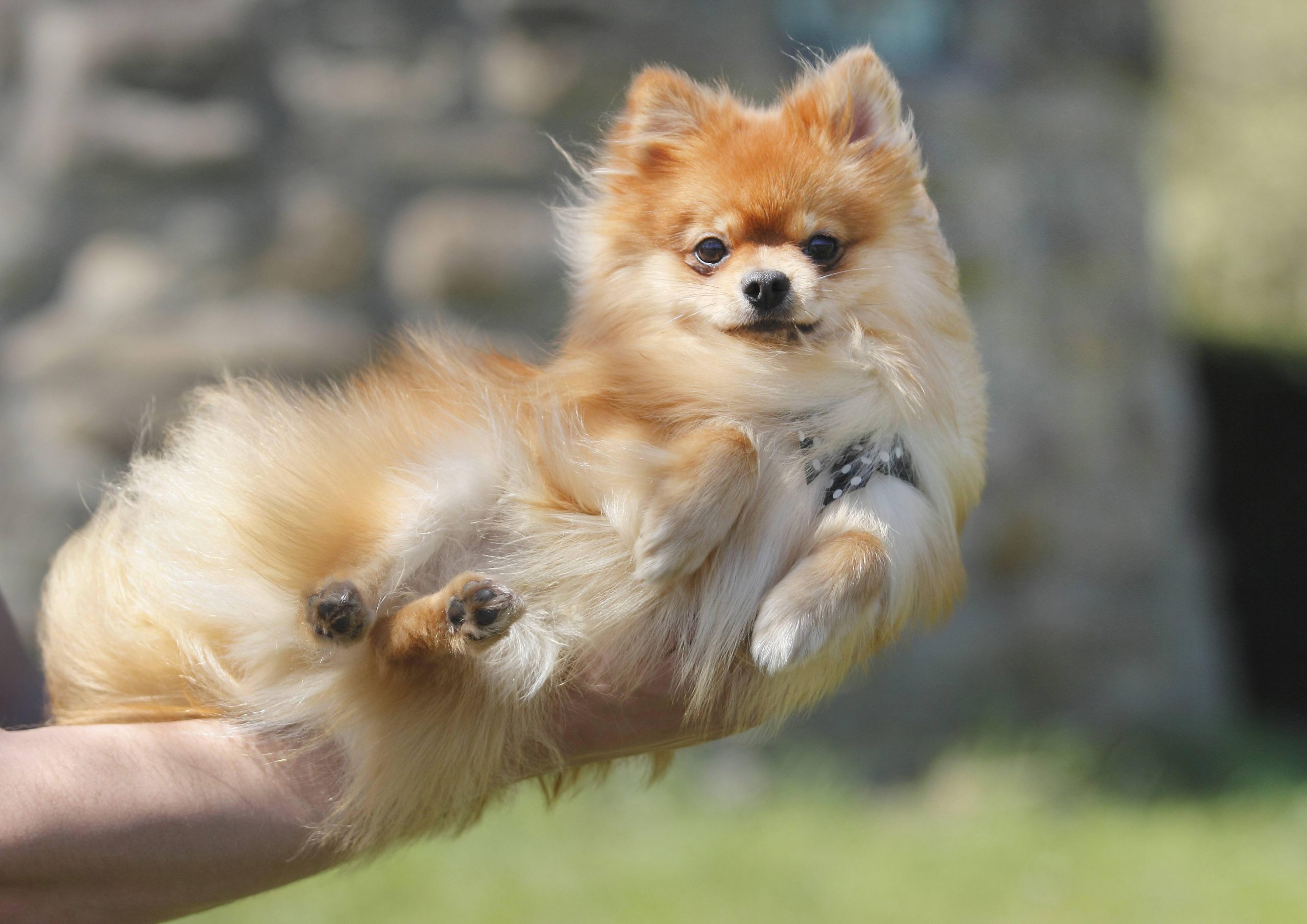 Andalucia gang publish cute photos of Pomeranian puppies to scam online buyers out of €30,000 across Spain