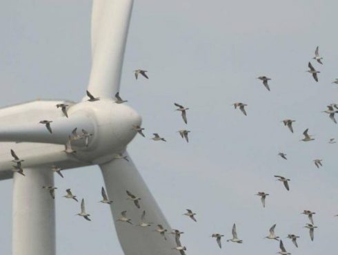 Seo Birdlife Turbine