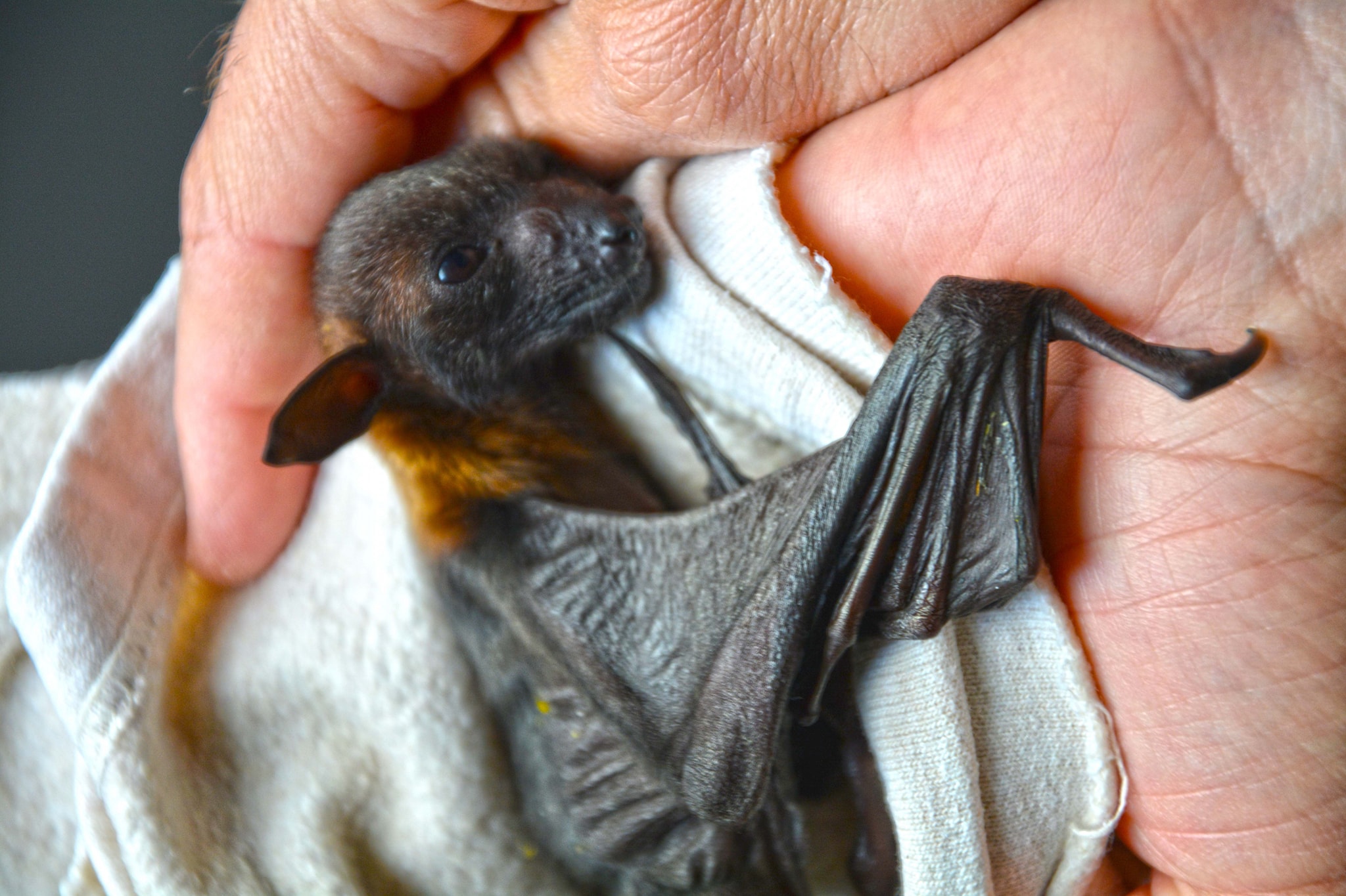 Six Cute Looking Flying Fox Pups Born In Benidorm's Terra Natura In Spain