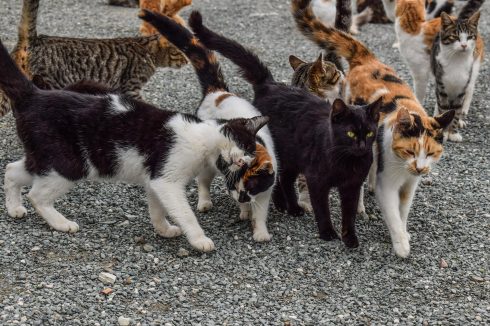 Stray cat shot dead with pellet gun in Spain’s Malaga and five others are wounded