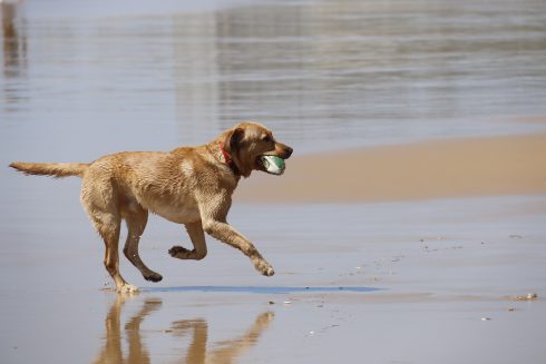 New dog beach to open on Spain's Costa del Sol