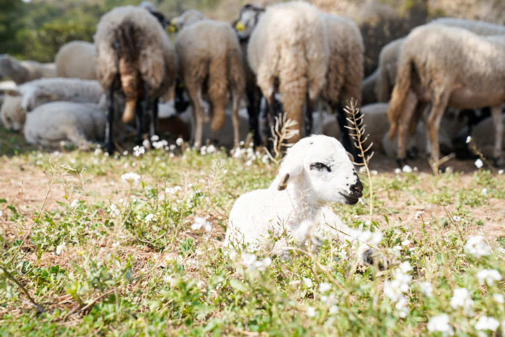 Lamb Sheep Photo Ayto. De Barcelona