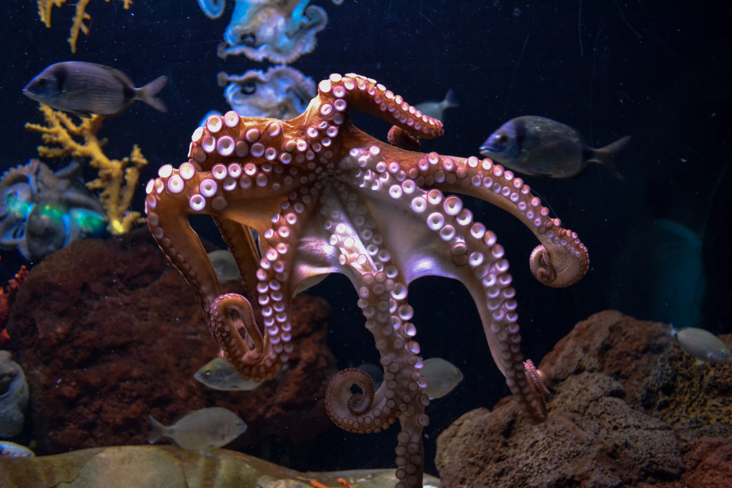 Octopus by Serena Repice Lentini Unsplash