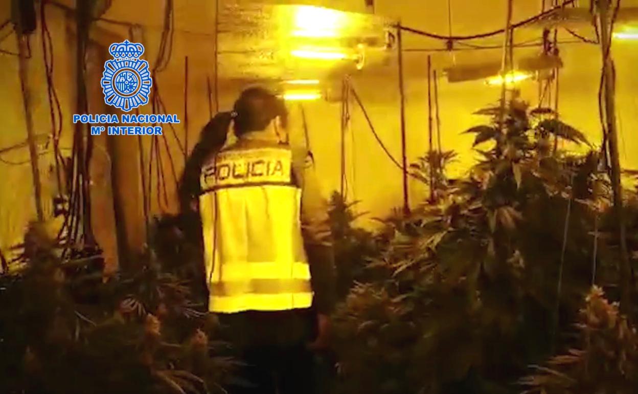 Benidorm police bust €1 million marijuana gang on Spain's Costa Blanca