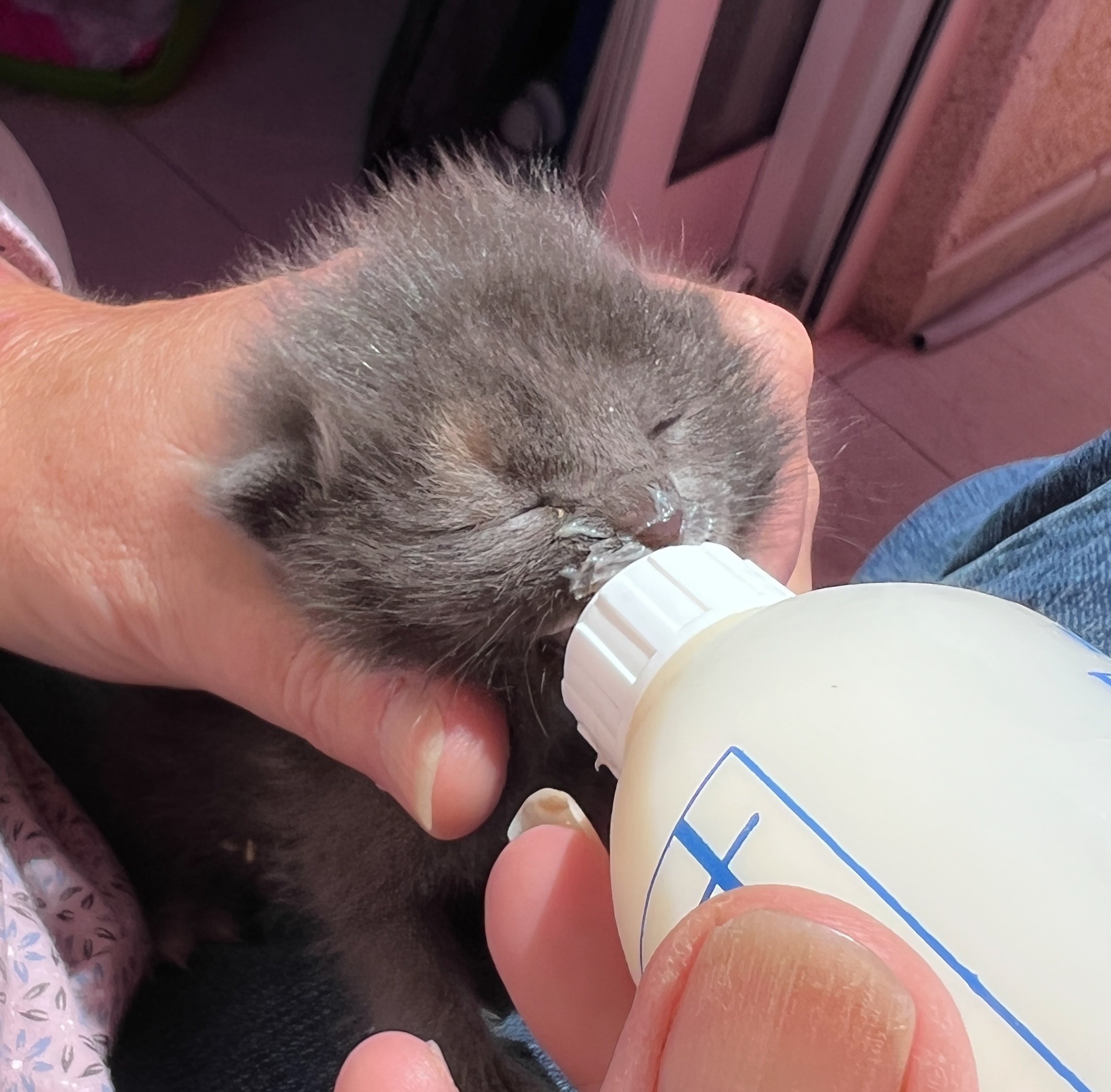 Bottle Feeding Second Kitten