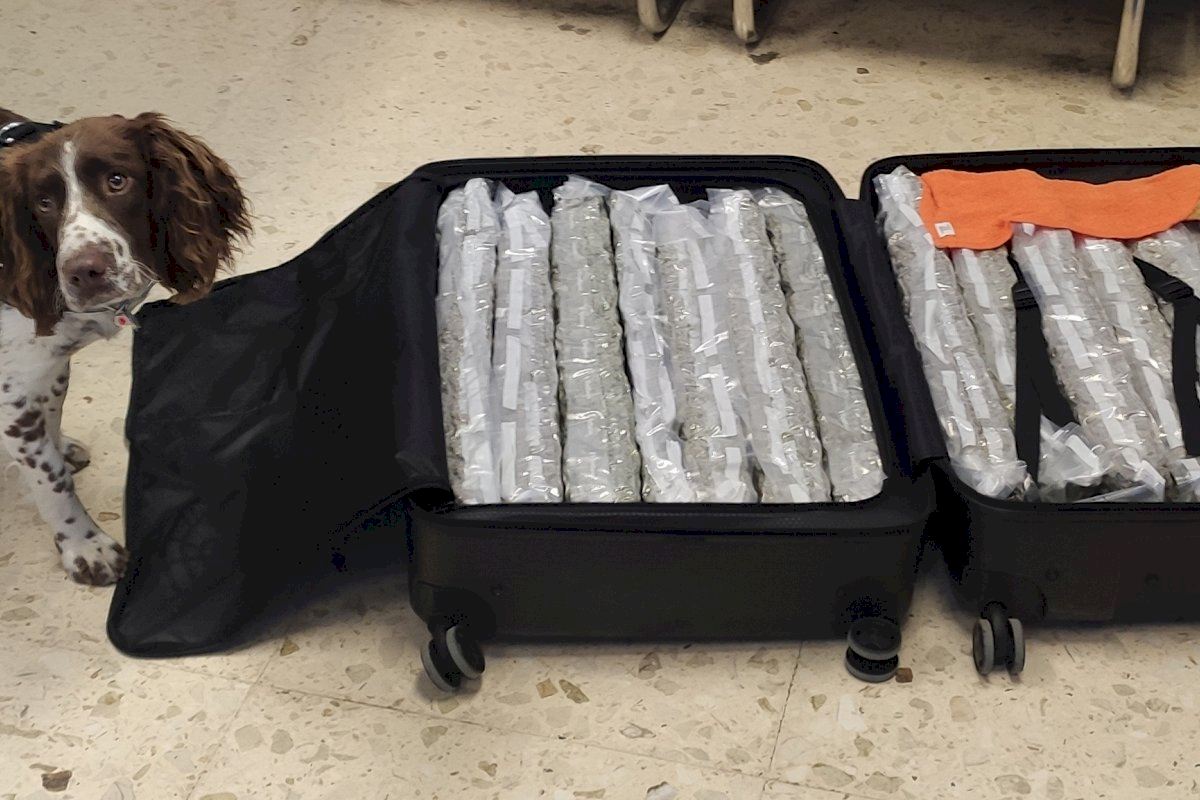 Dog Sniffs Out British Woman Checking In Large Suitcase Of Marijuana On London Bound Flight From Spain's Valencia Airport