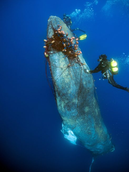Rescue Of Humpback Whale Trapped In A Net In Mallorca