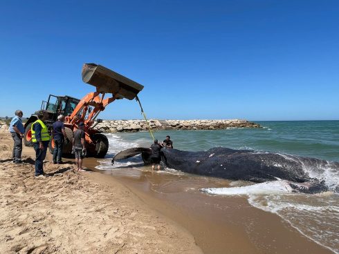 Humpback Whale Rescued From Illegal Fish Nets In Mallorca Dies Six Days Later Off Valencia Coast Of Spain