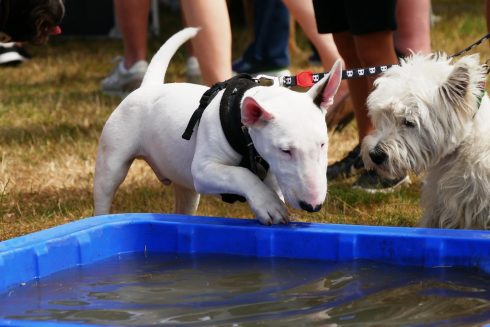 Dog Festival